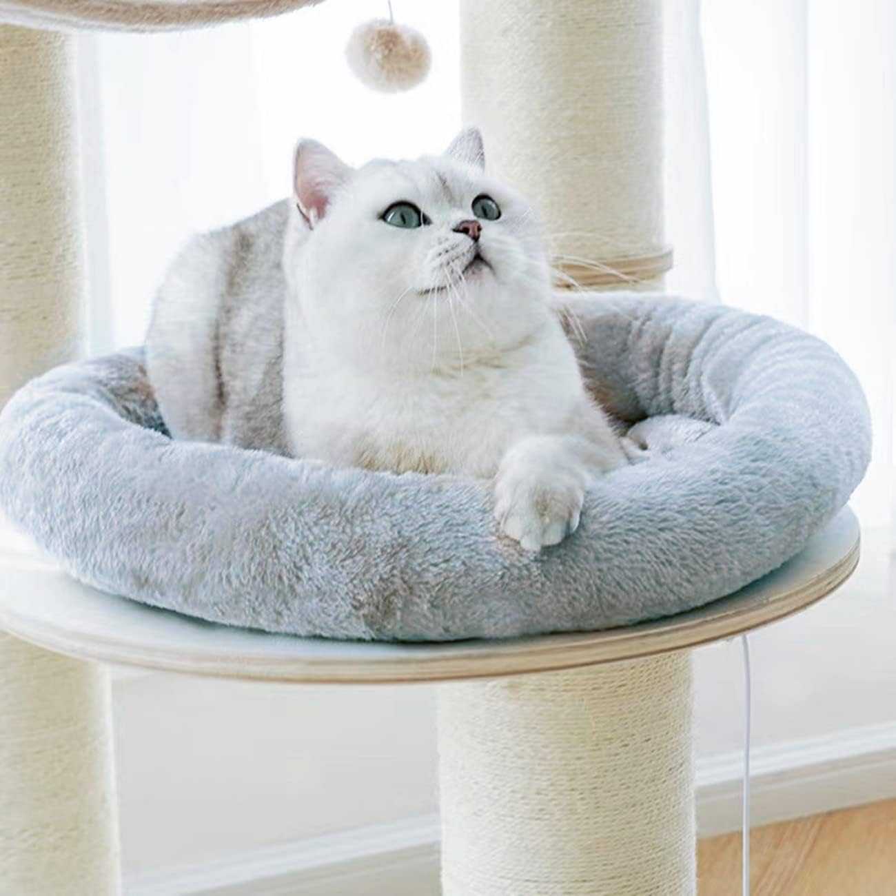 Cat Beds & Towers